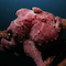 Frogfish